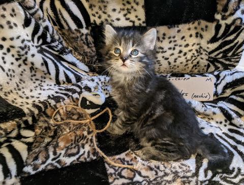 American Bobtail, Classic Tabby, Male, Kitten, for sale,