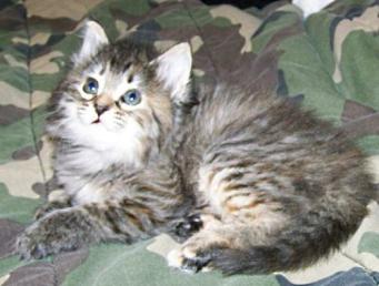 Female Kitten Patched Tortie Tabby Torbie