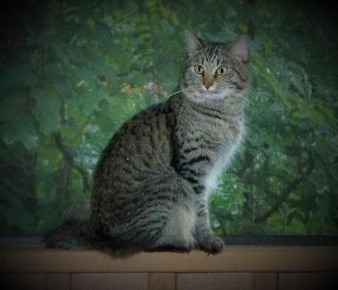 American Bobtail King