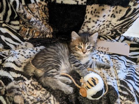 American Bobtail, Striped, Mackerel Tabby, male, Kitten, for sale,