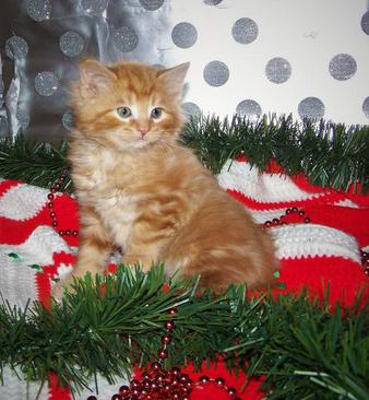 American Bobtail Male Red Classic Marble Tabby