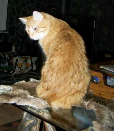 Red Tabby American Bobtail King