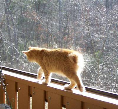 Red Spotted Tabby American Bobtail Kitten 4 months old
