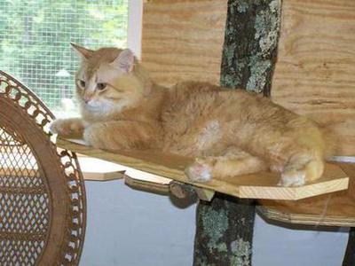 American Bobtail King Red Spotted Mackerel Tabby King