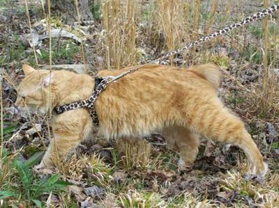 Red Tabby American Bobtail King Leash Training Taking a walk