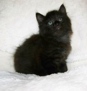 Black American Bobtail Male Kitten