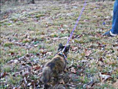 American Bobtail kitten leash training