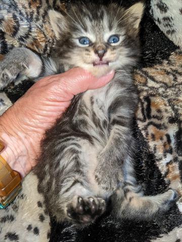 American Bobtail, Classic Tabby, Female, Kitten, for sale,