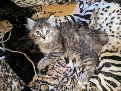 American Bobtail, Torbie, Tabby, Female, Kitten, for sale,