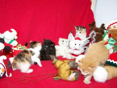 American Bobtail mackerel tabby male boy kitten for sale girls calico and tortie tortoiseshell