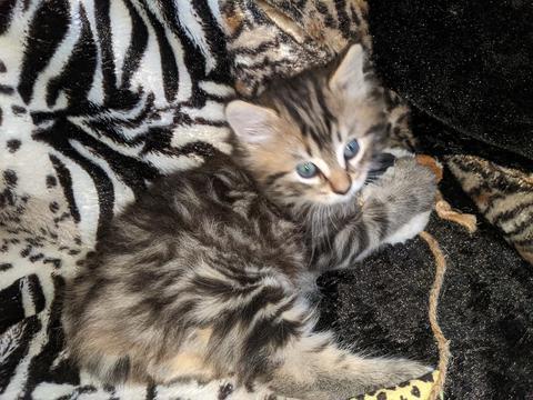 American Bobtail, Classic Tabby, Male, Kitten, for sale,
