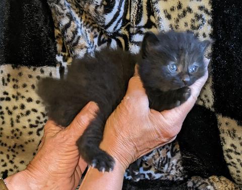 American Bobtail, Black, Male, Kitten, for sale,
