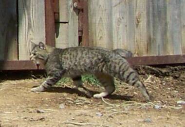 young american bobtail male
