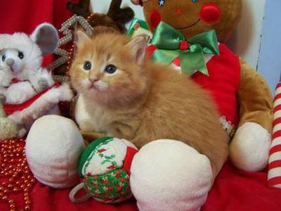 American Bobtail mackerel tabby male boy kitten for sale