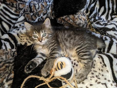 American Bobtail, Spotted, Mackerel Tabby, Female, Kitten, for Sale,