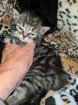 American Bobtail, Classic Tabby, Male, Kitten, for sale,