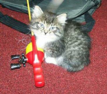 American Bobtail Kitten goes fishing at Cherokee Mountain Bobtails