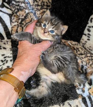 American Bobtail, Mackerel Tabby, Male, Kitten, for sale,