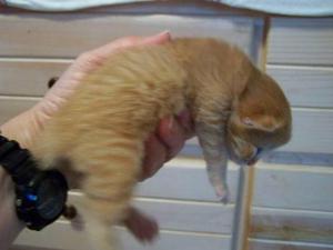 American Bobtail mackerel tabby male boy kitten for sale newborn
