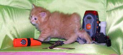 American Bobtail mackerel tabby male boy kitten for sale
