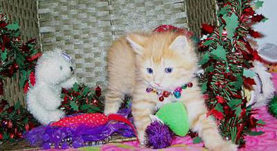 red tabby american bobtail boy