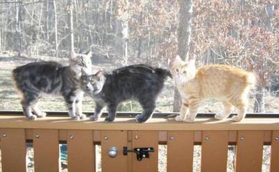 American Bobtail Kittens
