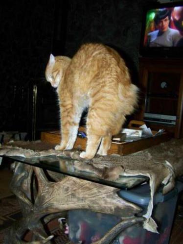 Red Tabby American Bobtail Male Stretch Arch