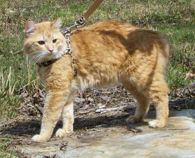 American Bobtail Leash Training