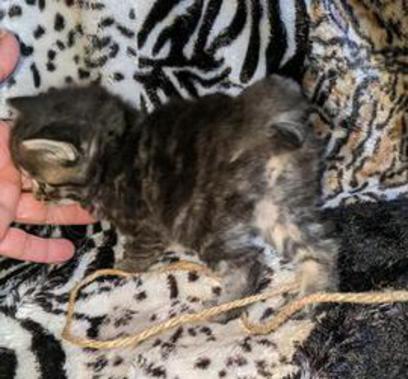 American Bobtail, Classic Tabby, Female, Kitten, for sale,