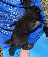 Black American Bobtail Kitten for sale