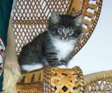 American Bobtail Kitten Male at Cherokee Mountain Bobtails