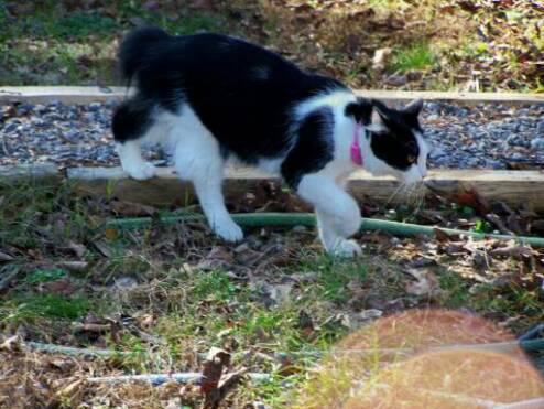 American Bobtail kitten black white bicolor male "Waylan" at Cherokee Mountain Bobtails