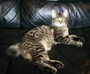 American Bobtail King, spotted black and silver mackerel tabby