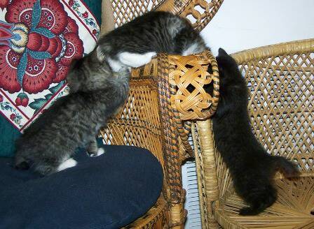 American bobtail kittens at Cherokee Mountain Bobtails